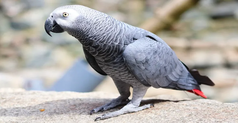 Smartest Talking Birds In The World