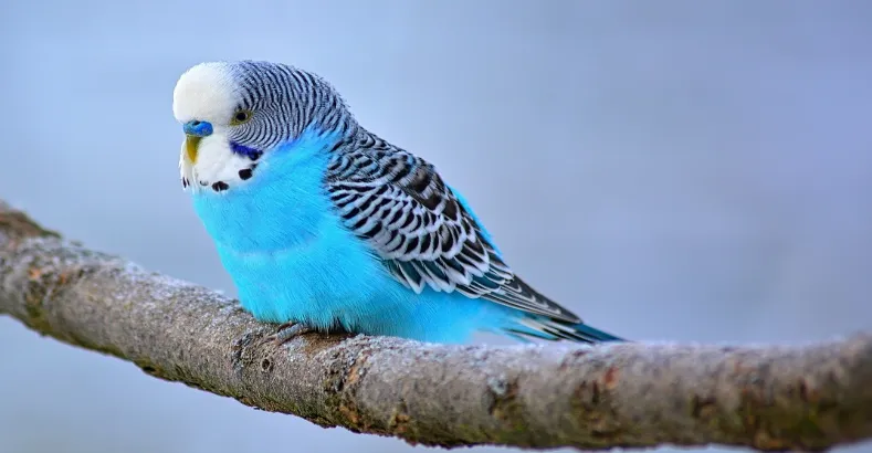 Smartest Talking Birds In The World