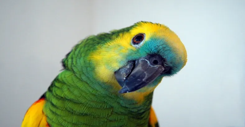 Smartest Talking Birds In The World
