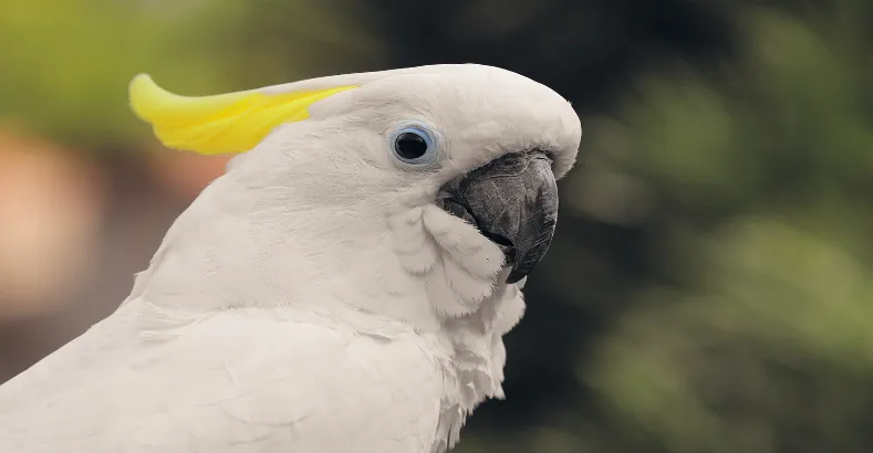 Smartest Talking Birds In The World