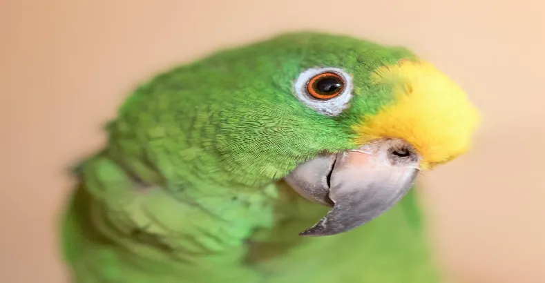 Smartest Talking Birds In The World