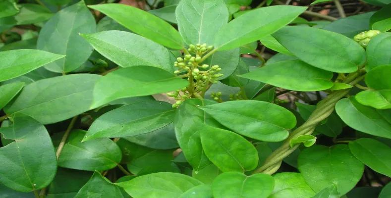 Most Useful Herbs for Type2 Diabetes | मधुमेह औषधी 1 Most Useful Herbs for Type2 Diabetes