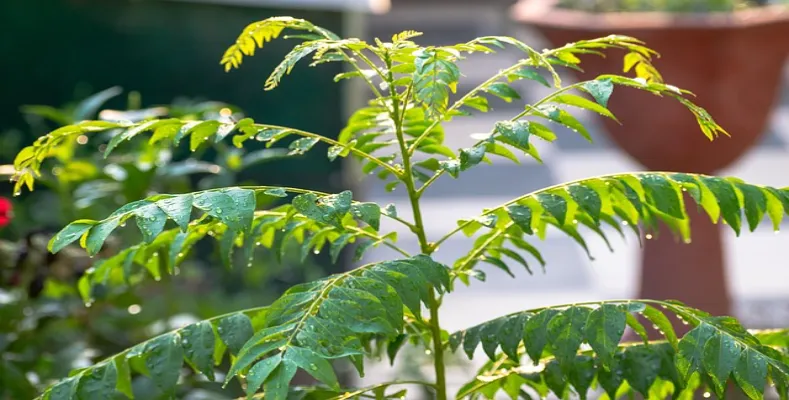 Curry Leaves For Hair Growth