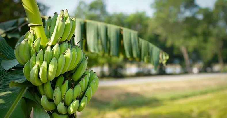 What is the right stage to eat banana?
