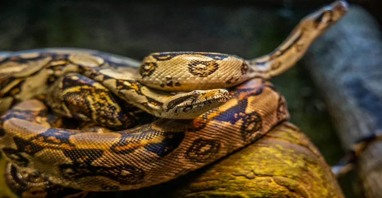 Top 15 Amazing Animals in the World