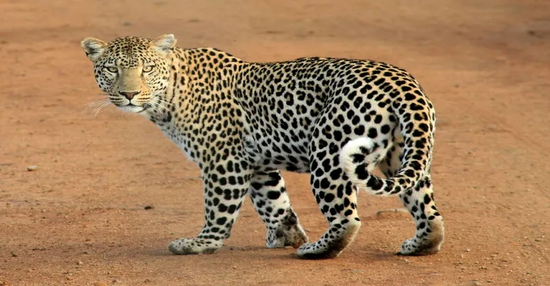 Top 15 Amazing Animals in the World