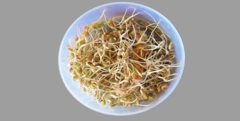 Know the benefits and risks of sprouts