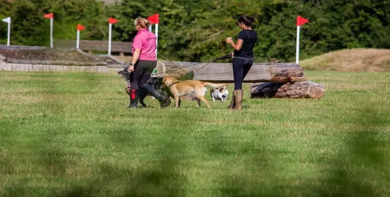 How do Pets Learn Tricks?