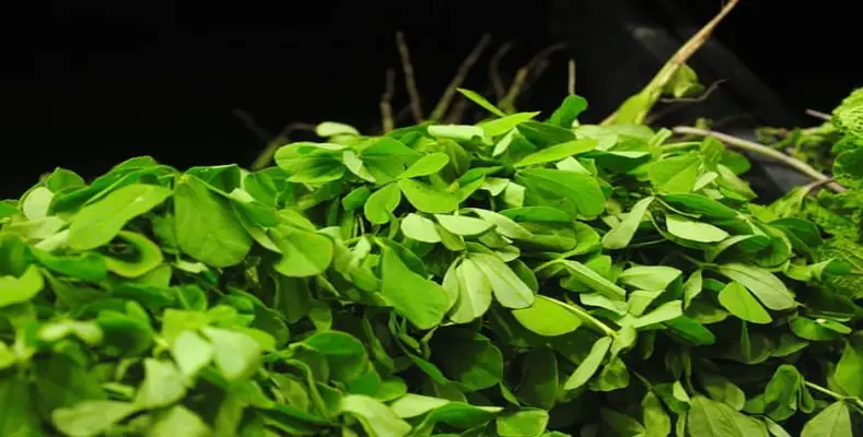Know all about Fenugreek