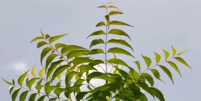Neem for Wellness
