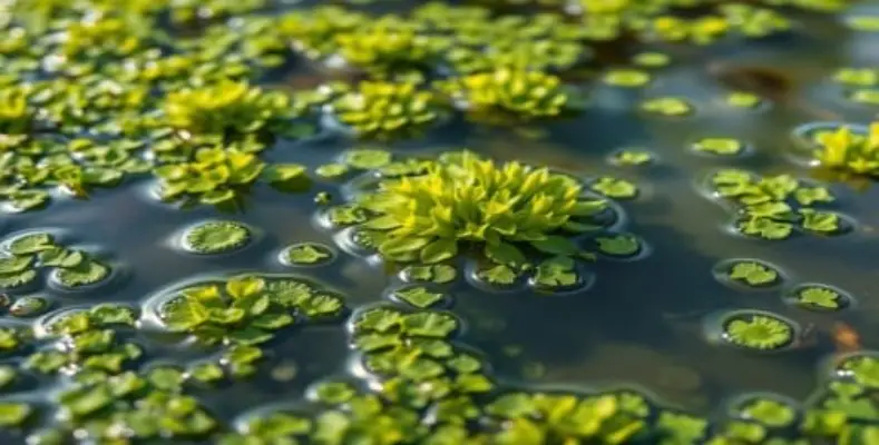 Algae and Cyanobacteria