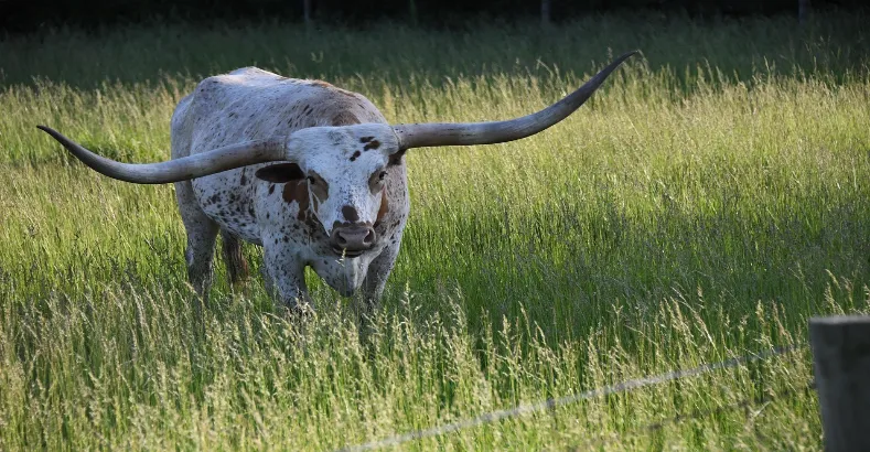 Top 15 Amazing Animals in the World