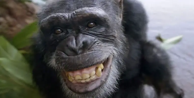 7 Laughing Animals