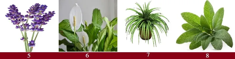 20 Plants that Release Oxygen at Night