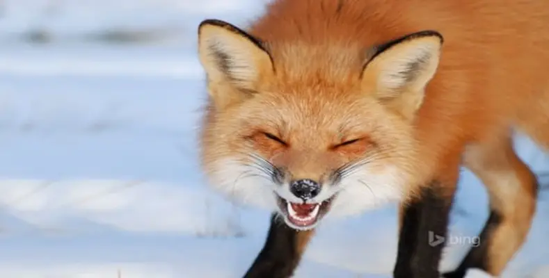 7 Laughing Animals