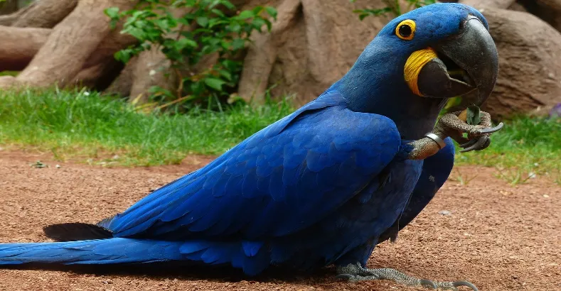 Most Beautiful Birds in the World