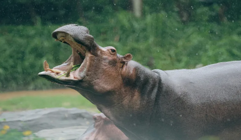 The most dangerous animals to keep as pets