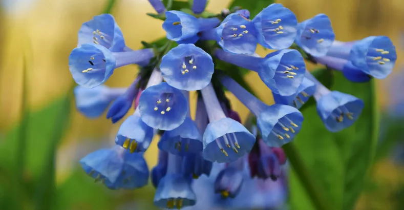 Most Beautiful Flowers in the World