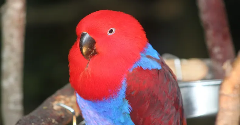 Smartest Talking Birds In The World