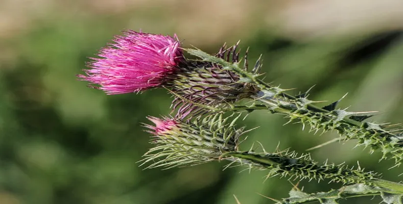 What are the Benefits of Milk Thistle?