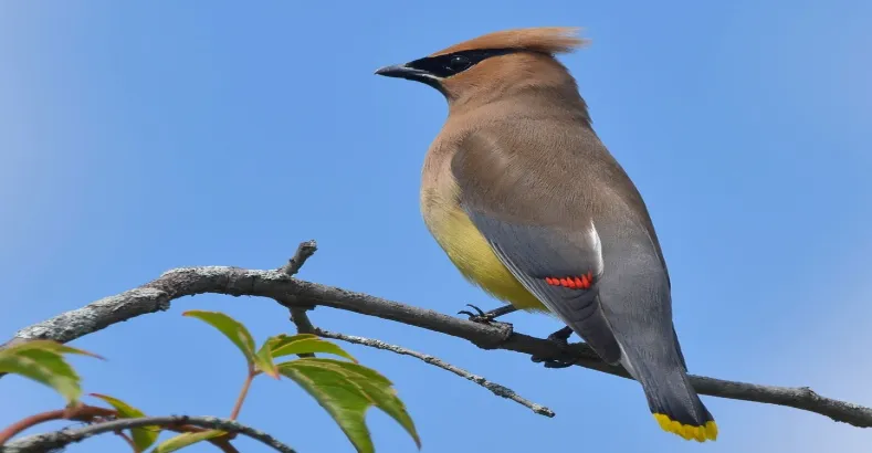 Most Beautiful Birds in the World