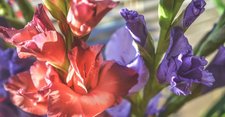 Most Beautiful Flowers in the World