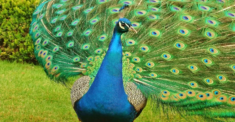 Most Beautiful Birds in the World