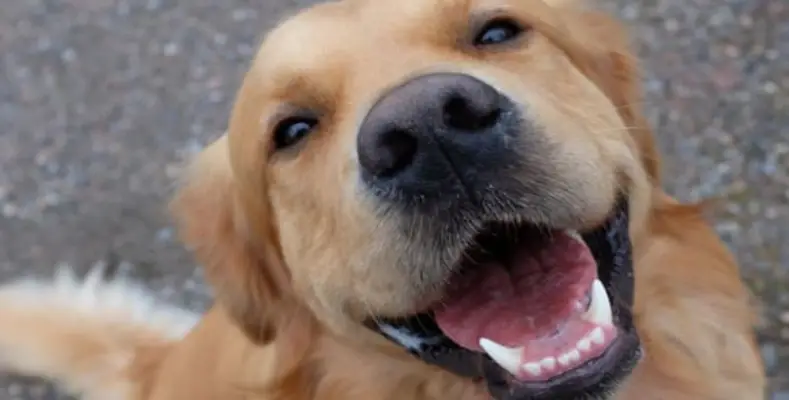 7 Laughing Animals