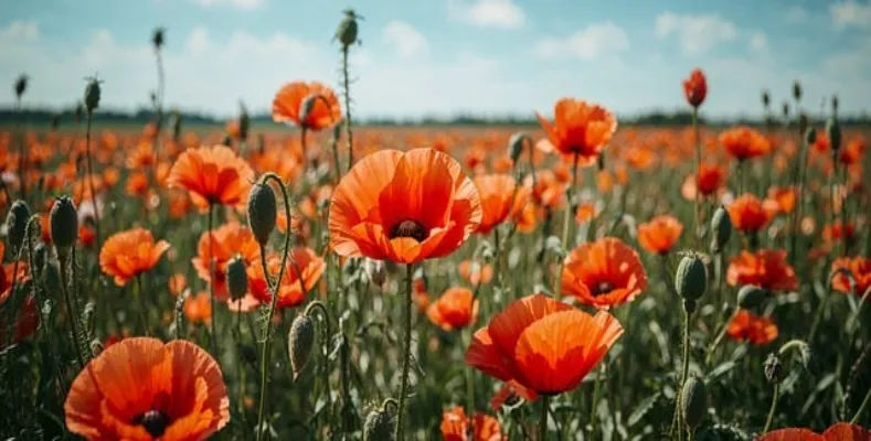 Be Happy Like Flowers