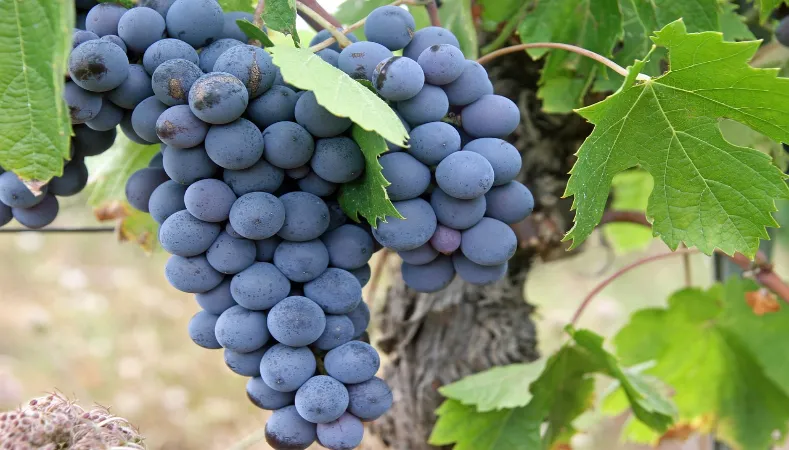 Grapes: Which are the Healthiest one