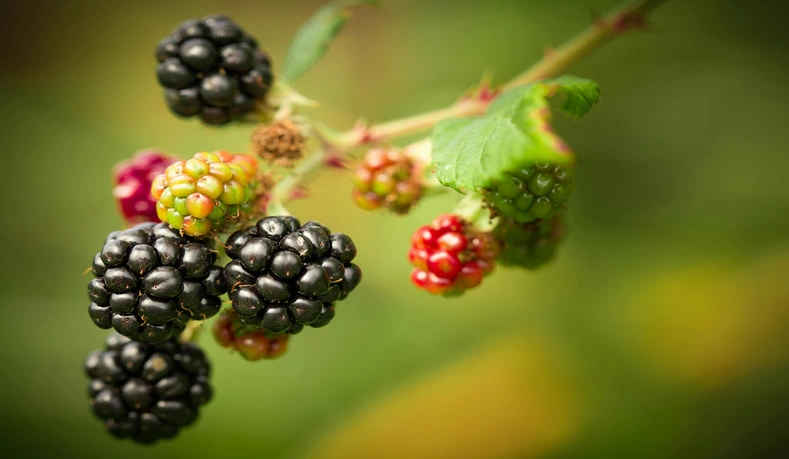 What are the most favorite fruits?