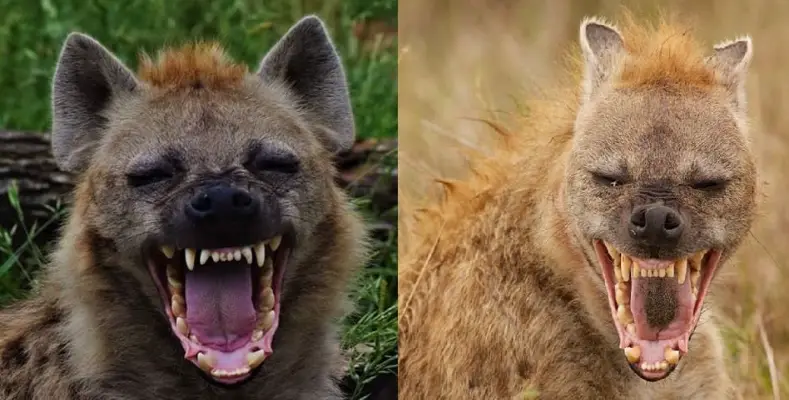 7 Laughing Animals