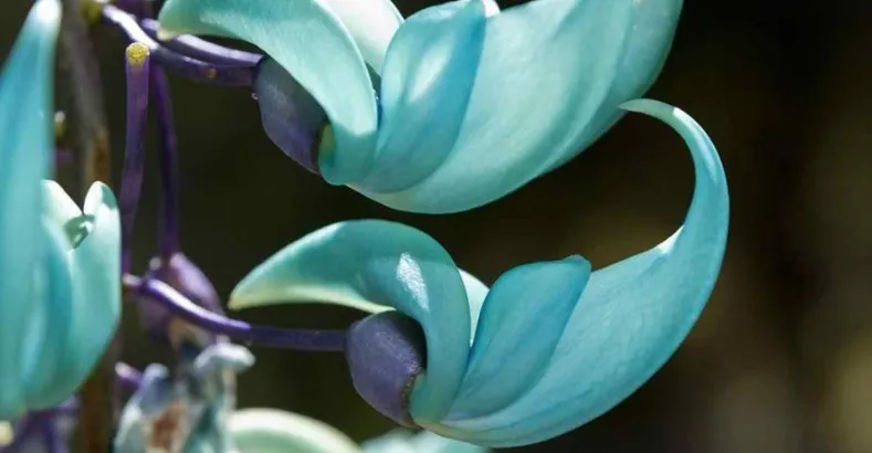 Most Beautiful Flowers in the World