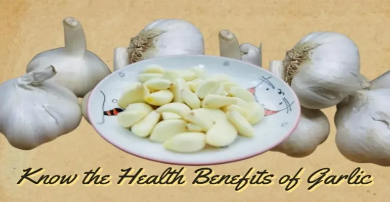 Know the Health Benefits of Garlic