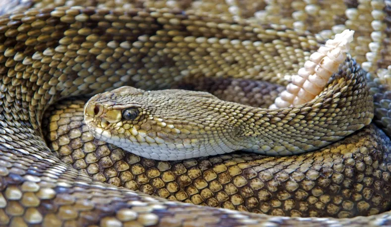 The most dangerous animals to keep as pets