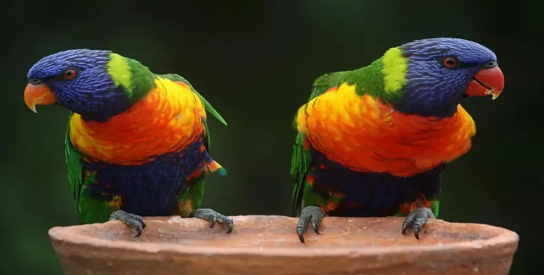7 Most Intelligent Animals in the World