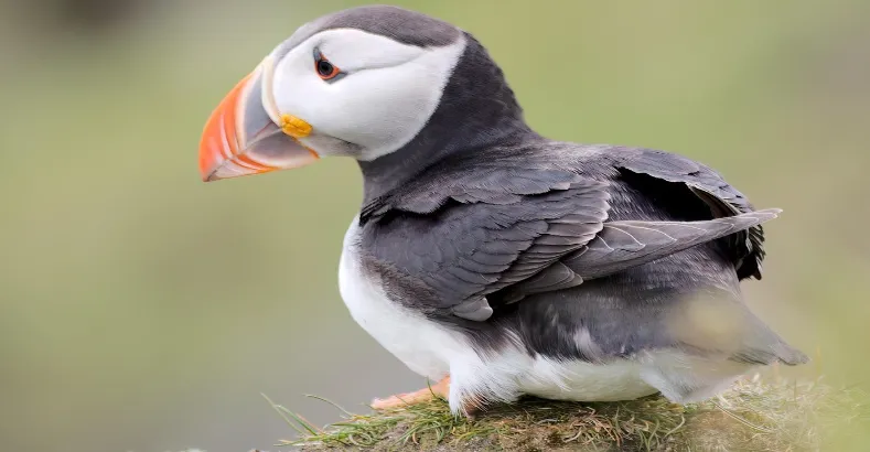 Most Beautiful Birds in the World