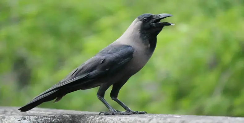 7 Most Intelligent Animals in the World