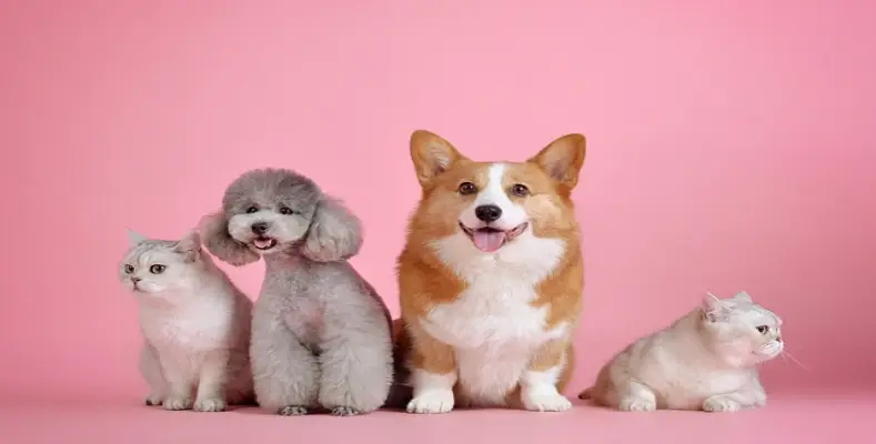What are your favorite animals?
