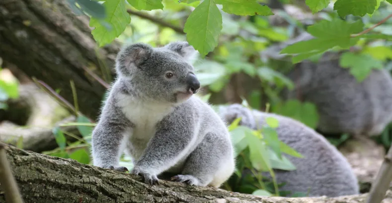 Top 15 Amazing Animals in the World