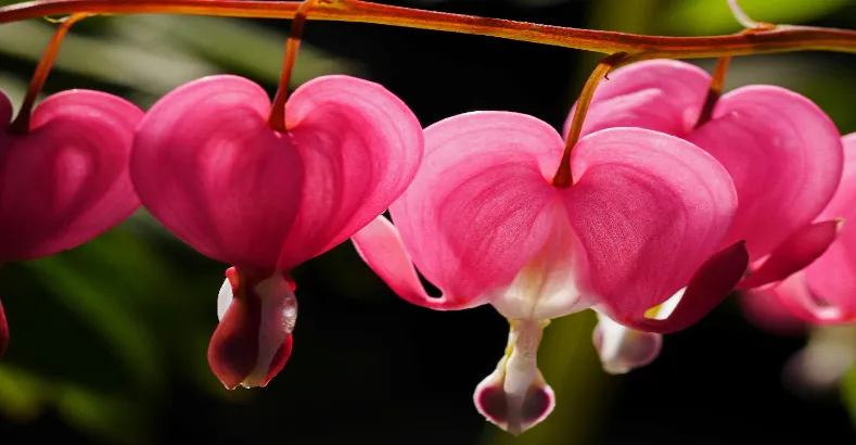 Most Beautiful Flowers in the World