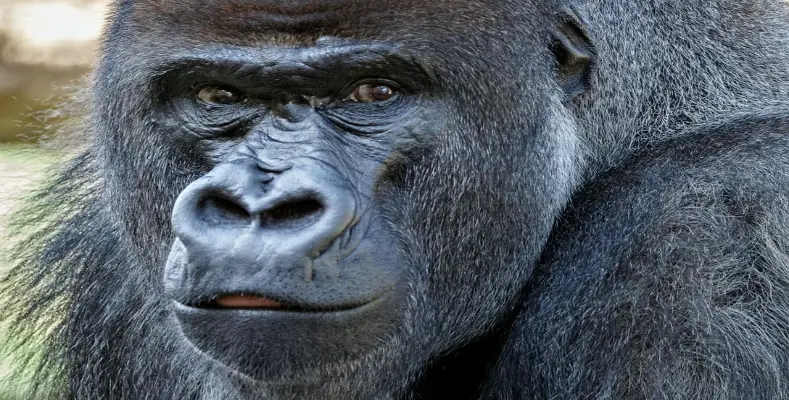 7 Most Intelligent Animals in the World