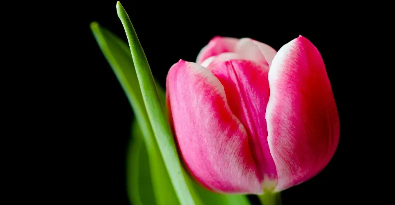 Most Beautiful Flowers in the World