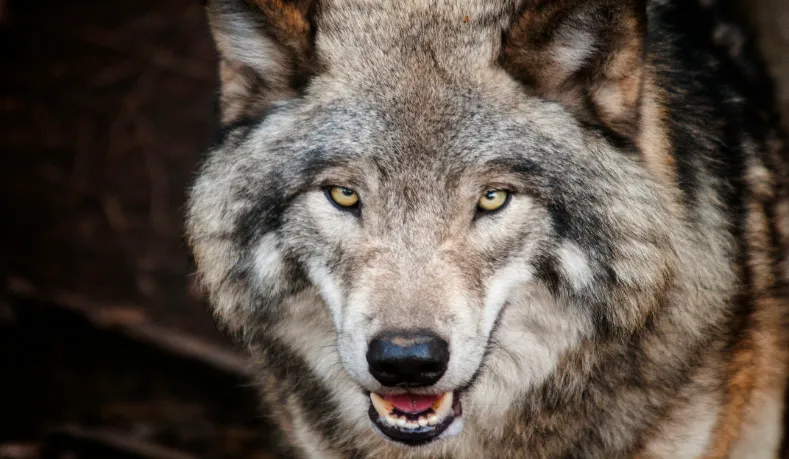 The most dangerous animals to keep as pets