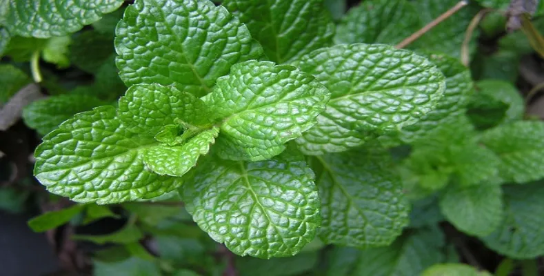 Know the Health Benefits of Mint