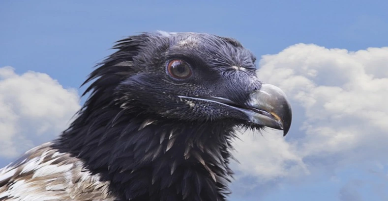 11 Most Dangerous Birds In The World