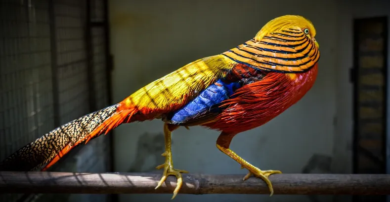 Most Beautiful Birds in the World
