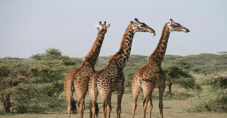 Top 15 Amazing Animals in the World
