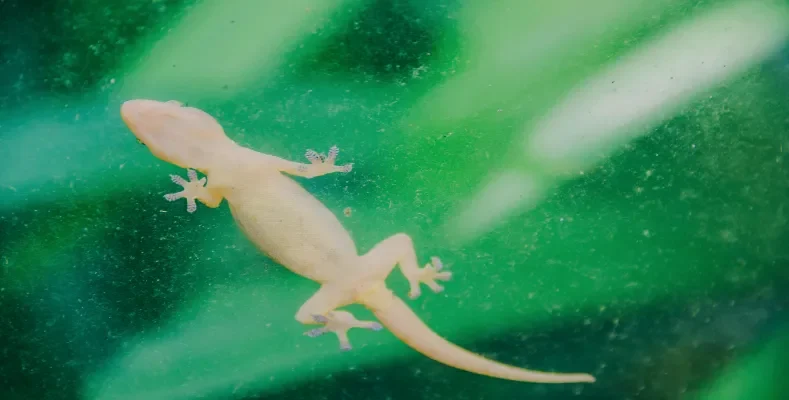 How to get rid of house lizards?