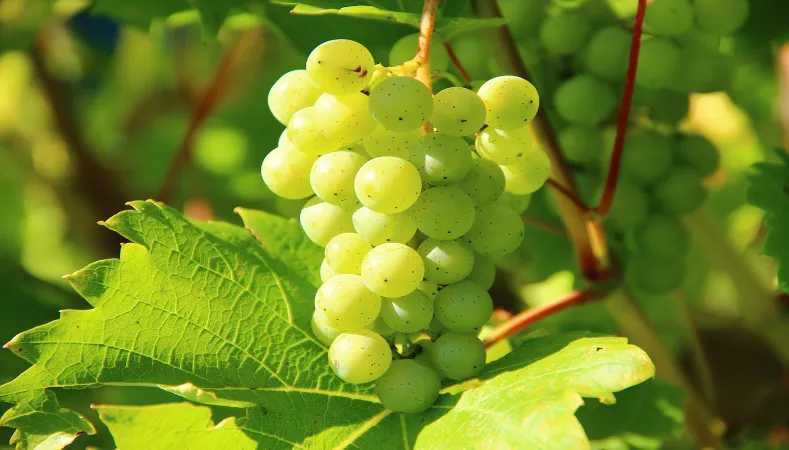Grapes: Which are the Healthiest one